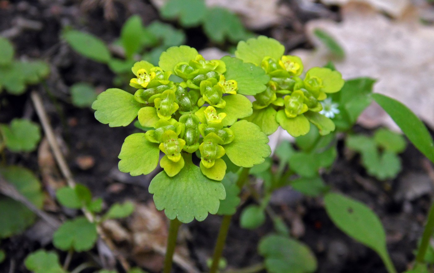 Изображение особи Chrysosplenium alternifolium.