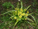 Gagea lutea. Цветущие растения (виден аномальный 7-членный цветок). Ярославская обл., г. Переславль-Залесский, дендрологический парк им. С. Ф. Харитонова, пригорок между деревьев. Май 2021 г.