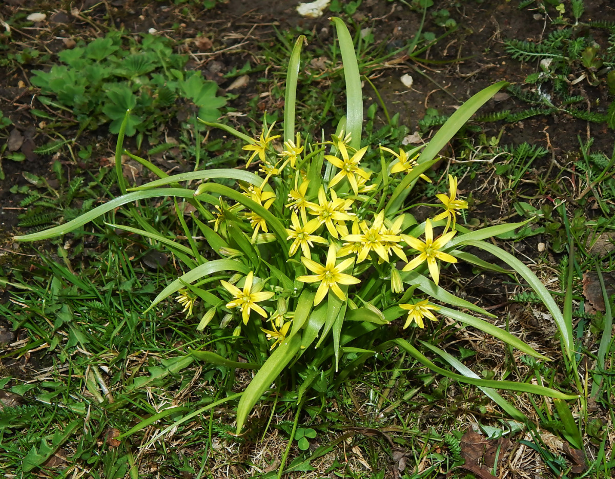 Image of Gagea lutea specimen.