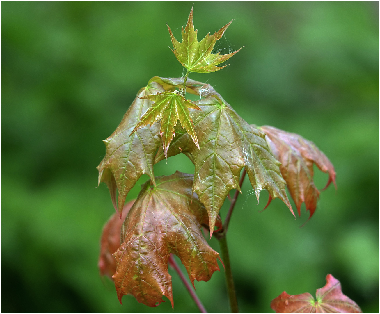 Image of Acer platanoides specimen.