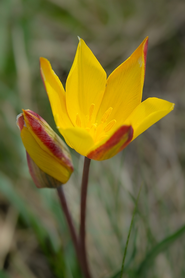 Image of Tulipa tetraphylla specimen.