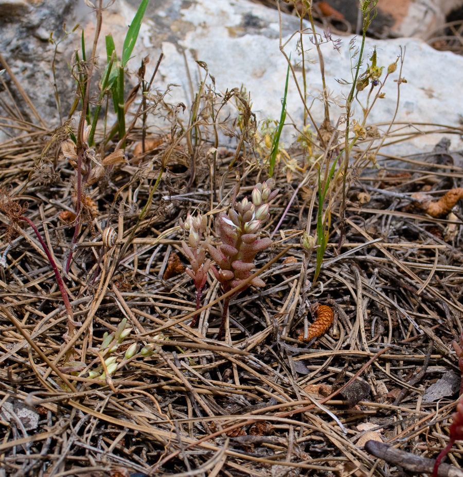 Image of Sedum rubens specimen.