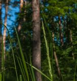 Calamagrostis arundinacea