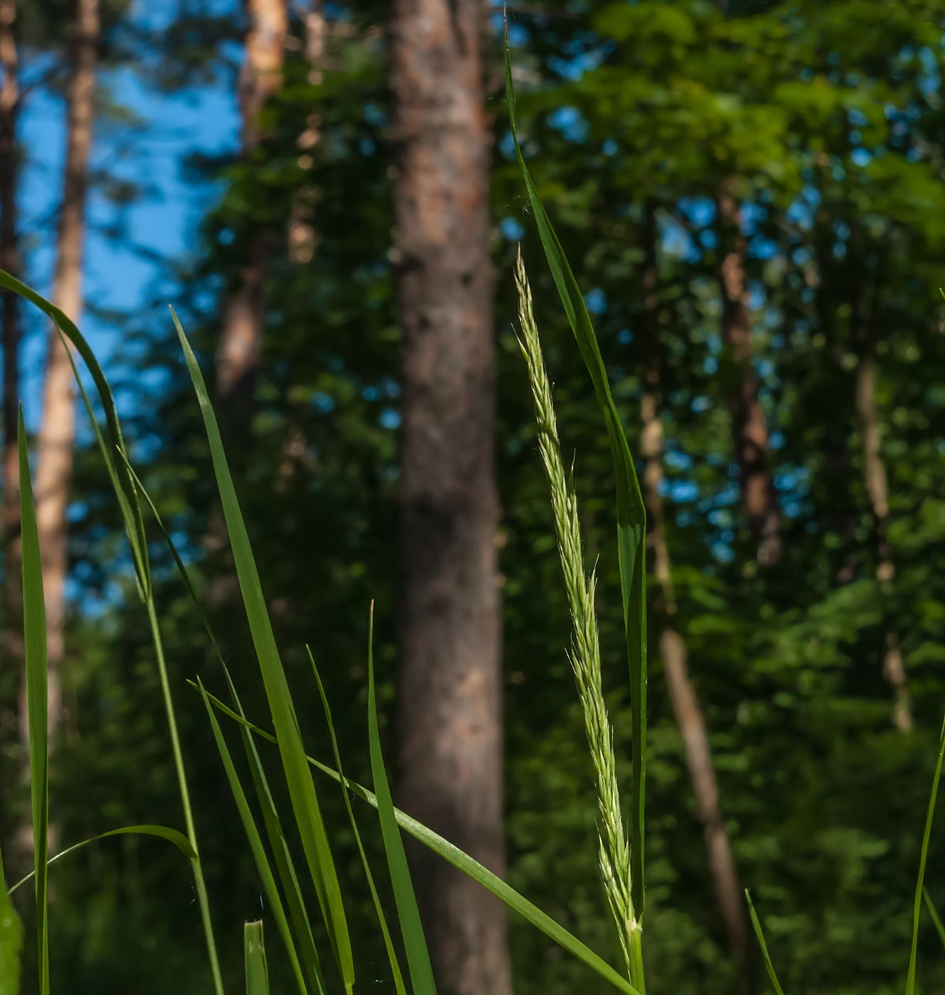 Изображение особи Calamagrostis arundinacea.