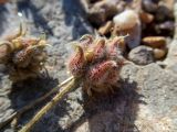 genus Astragalus. Соплодие с остатками засохших цветков. Греция, Эгейское море, о. Сирос, окр. пос. Вари (Βάρη), вост. берег зал. Вари, незастроенный каменистый холм. 19.04.2021.