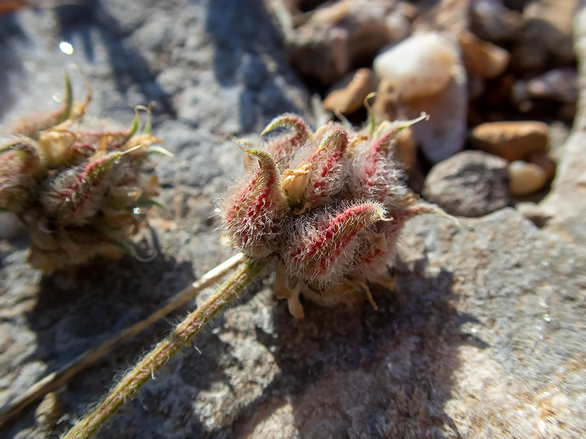 Изображение особи род Astragalus.