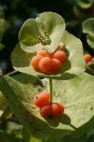 Lonicera caprifolium