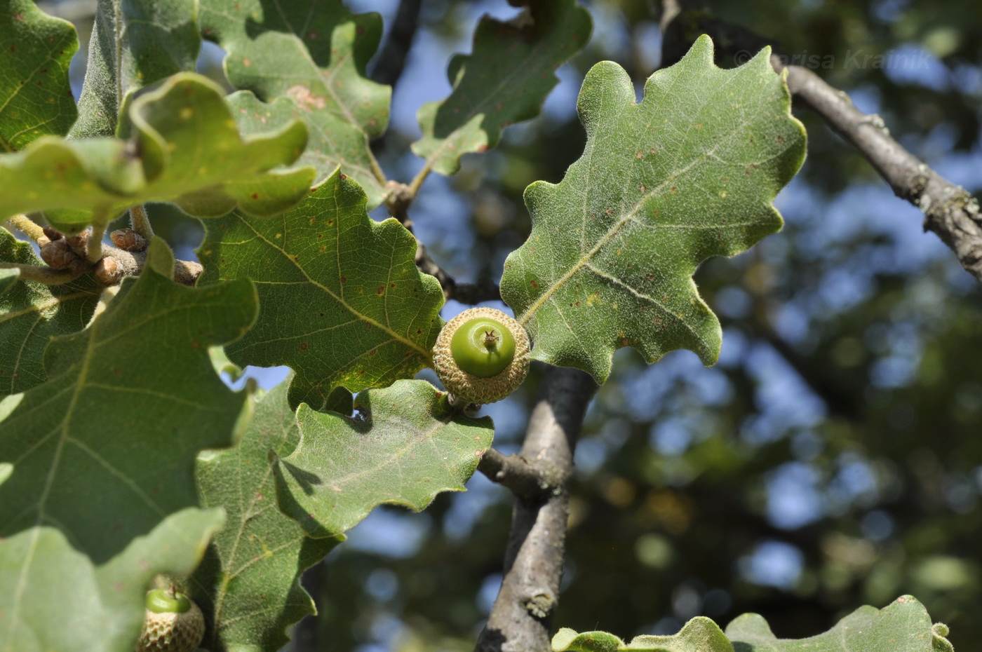 Image of Quercus pubescens specimen.