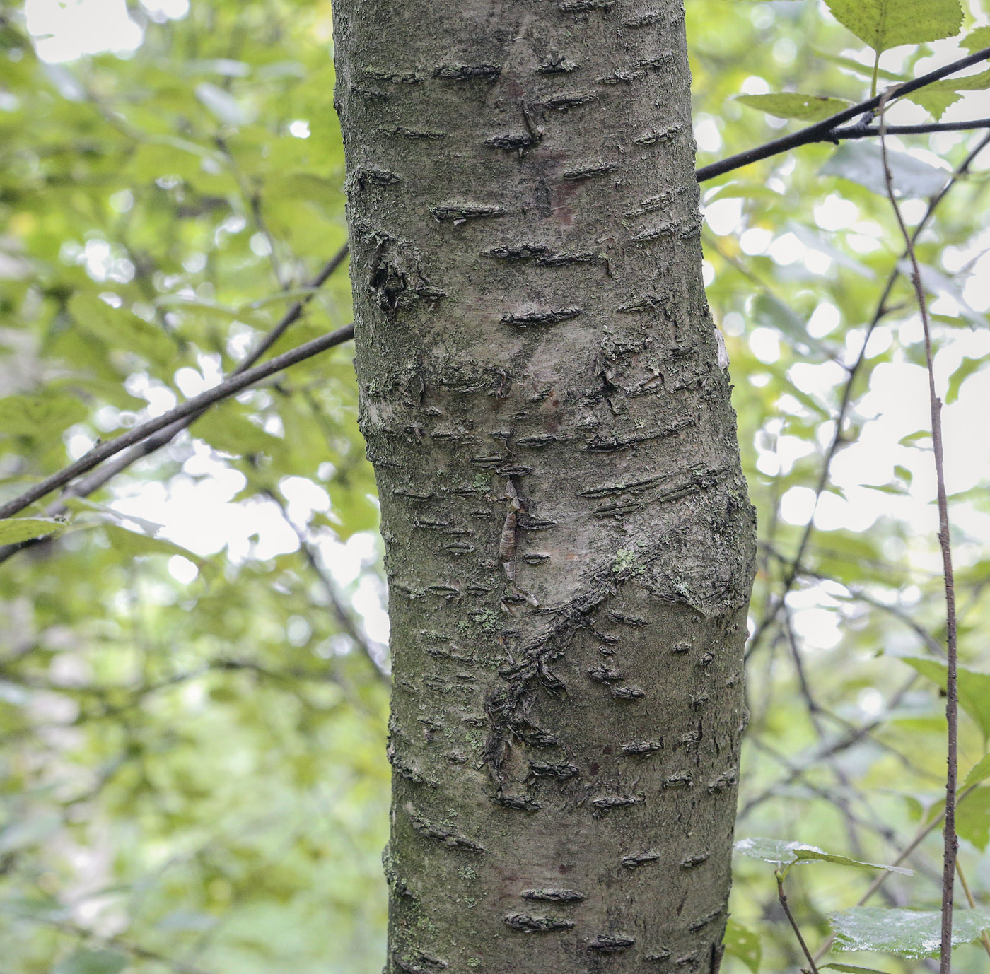 Image of genus Betula specimen.