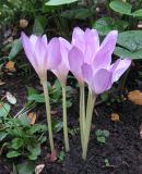Colchicum speciosum