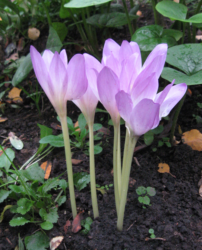 Image of Colchicum speciosum specimen.