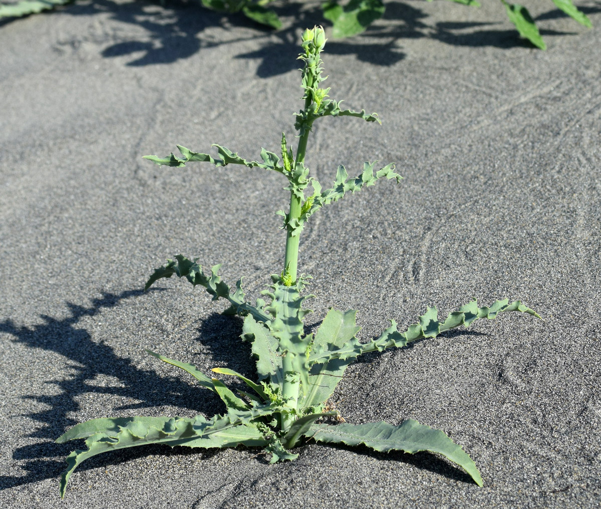 Изображение особи Rhabdotheca korovinii.