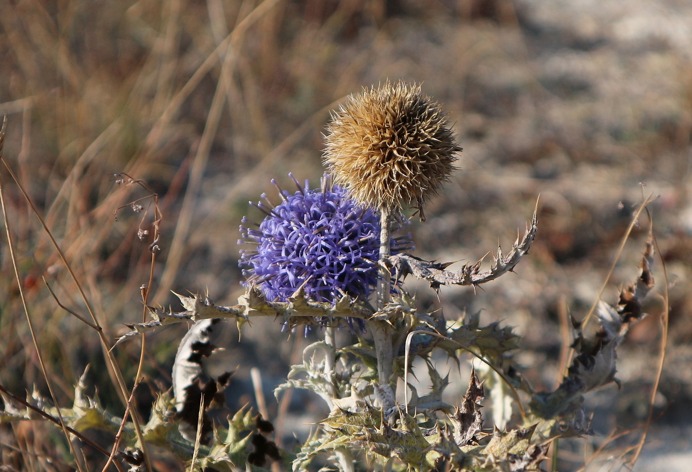 Image of Echinops ritro specimen.