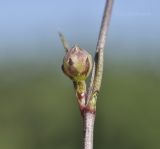 Cephalaria transsylvanica