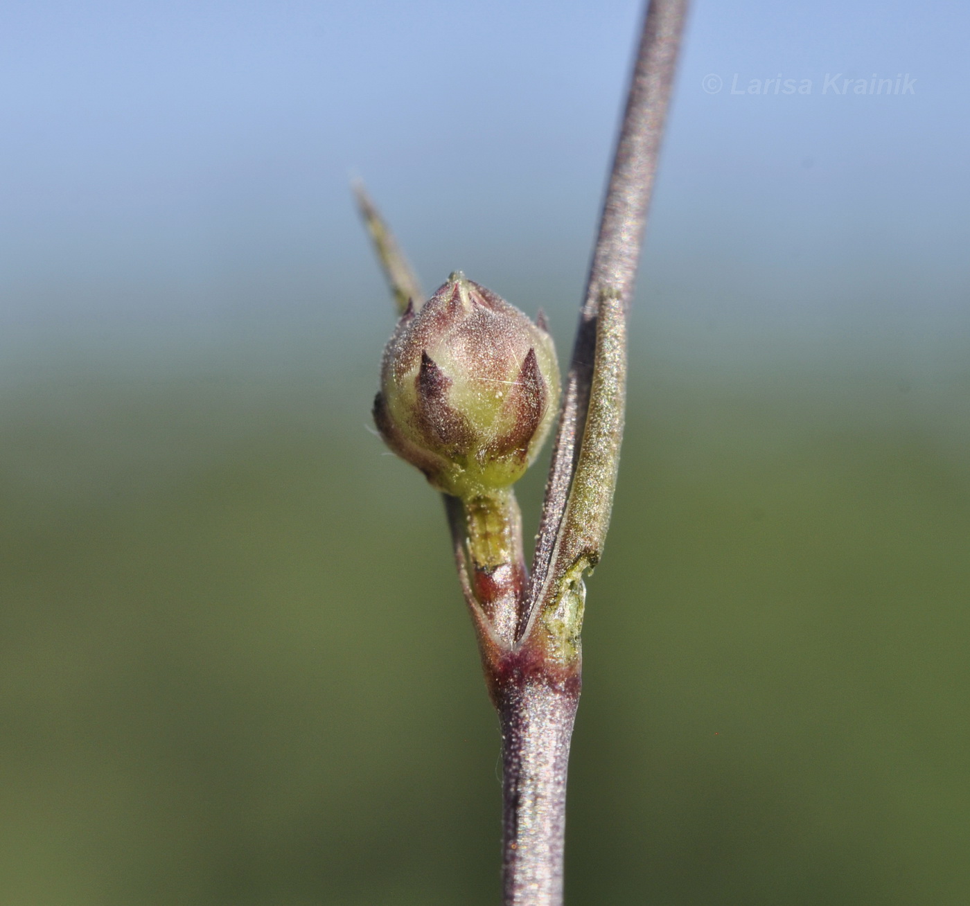 Image of Cephalaria transsylvanica specimen.