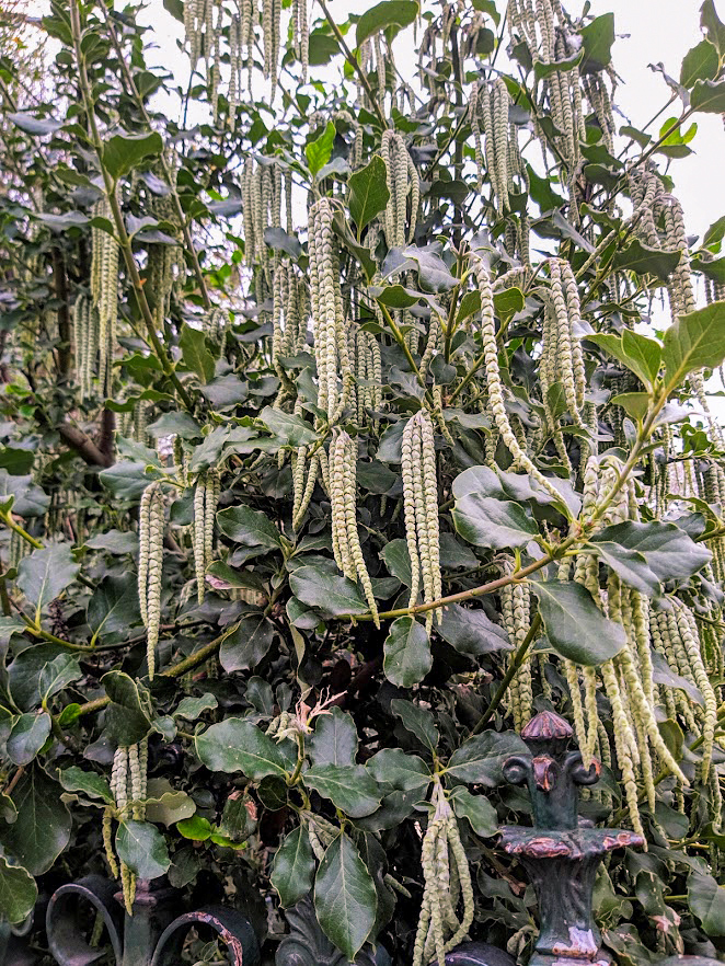 Image of Garrya elliptica specimen.