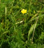 Ranunculus repens