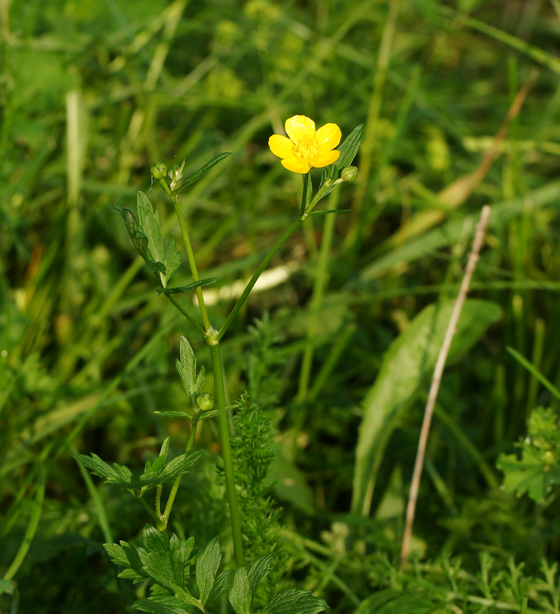 Изображение особи Ranunculus repens.