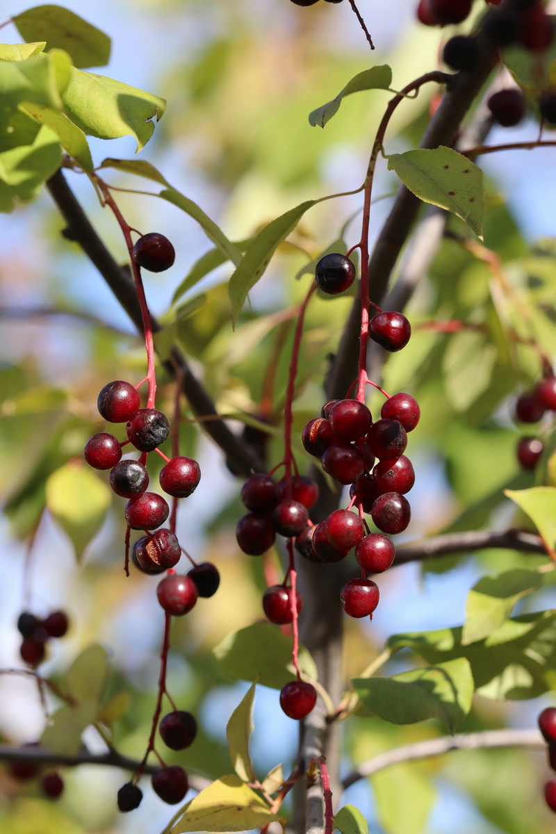 Image of Padus virginiana specimen.