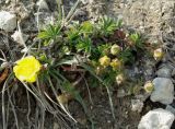 genus Potentilla. Цветущее растение на мелу, 1850 м н.у.м. Азербайджан, Дашкесанский р-н, с. Хачбулак. 16.04.2010.