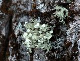 genus Ramalina