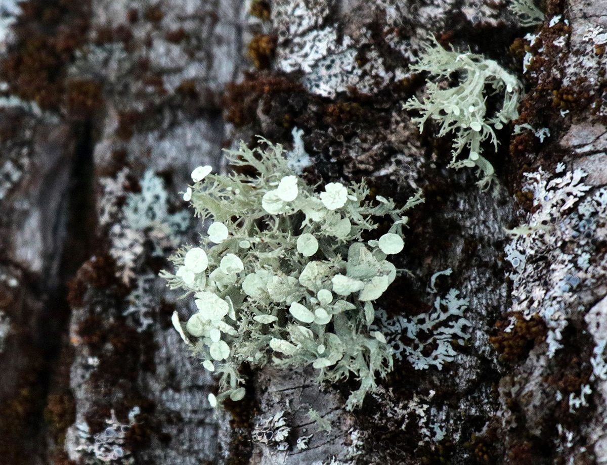 Image of genus Ramalina specimen.