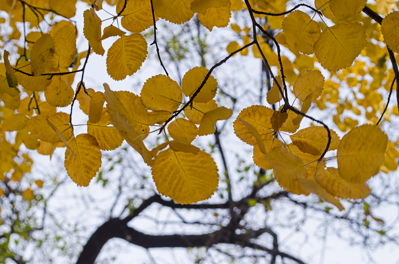 Изображение особи Amelanchier alnifolia.