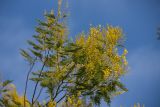 Acacia dealbata. Ветвь с соцветиями. Абхазия, окр. г. Новый Афон, Армянское ущелье. 18.02.2022.