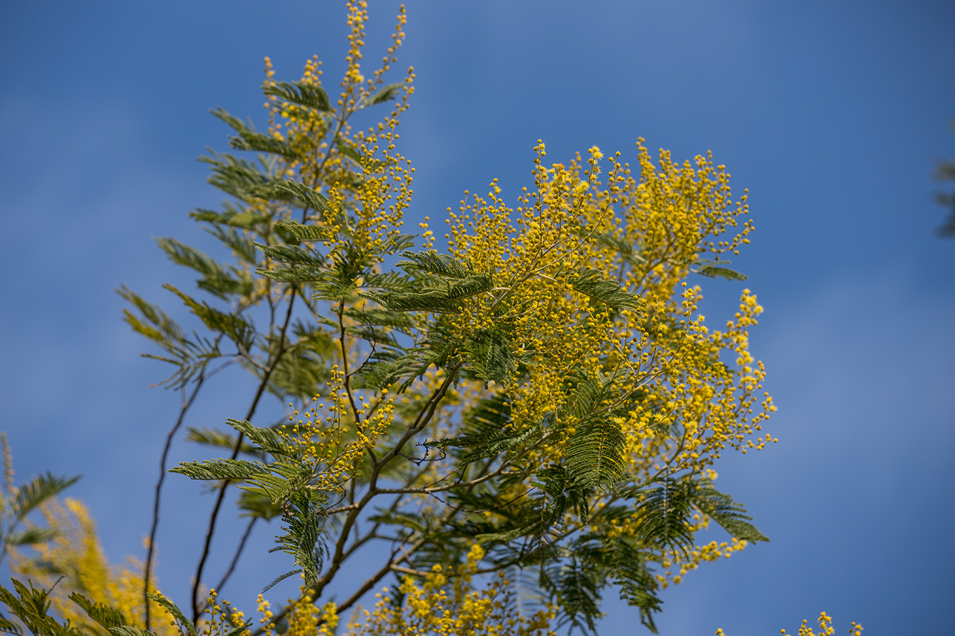 Image of Acacia dealbata specimen.