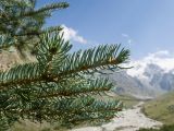 Picea pungens f. glauca