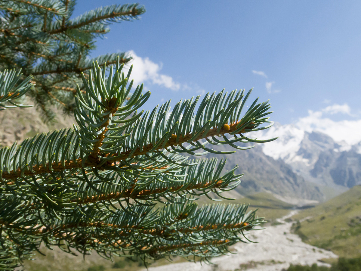 Image of Picea pungens f. glauca specimen.