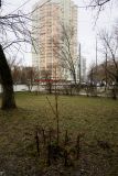 Aesculus hippocastanum. Молодое дерево. Москва, Лефортово, ул. Авиамоторная, придомовые насаждения, в культуре. 10.04.2022.