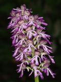 Orchis purpurea ssp. caucasica