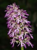Orchis purpurea subspecies caucasica. Соцветие. Дагестан, Табасаранский р-н, окр. с. Татиль, буковый лес. 4 мая 2022 г.