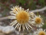 Carlina vulgaris. Соплодие. Горный Крым, восточный склон Ай-Петринской яйлы, ур. Таракташ. 15.10.2010.