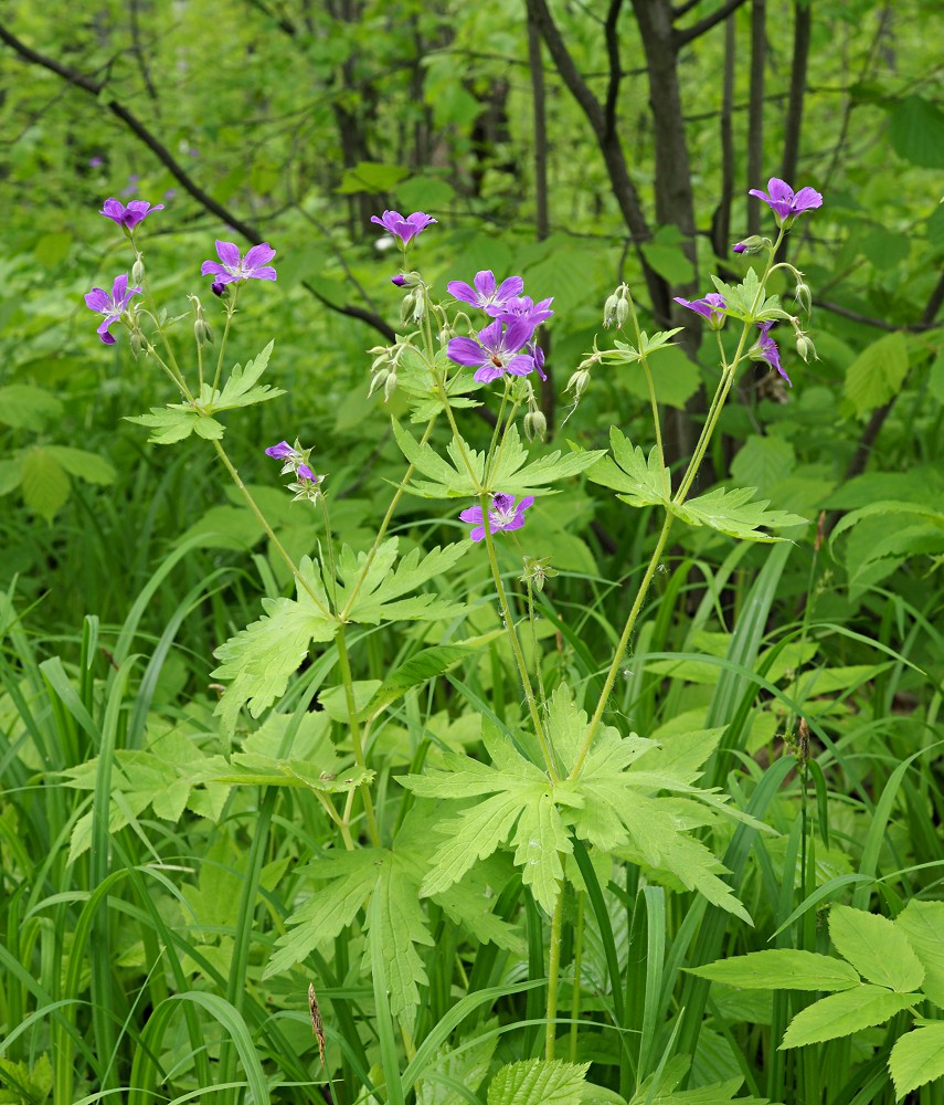 Image of Geranium sylvaticum specimen.