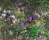 Orchis anatolica