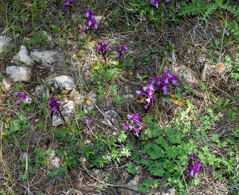 Изображение особи Orchis anatolica.