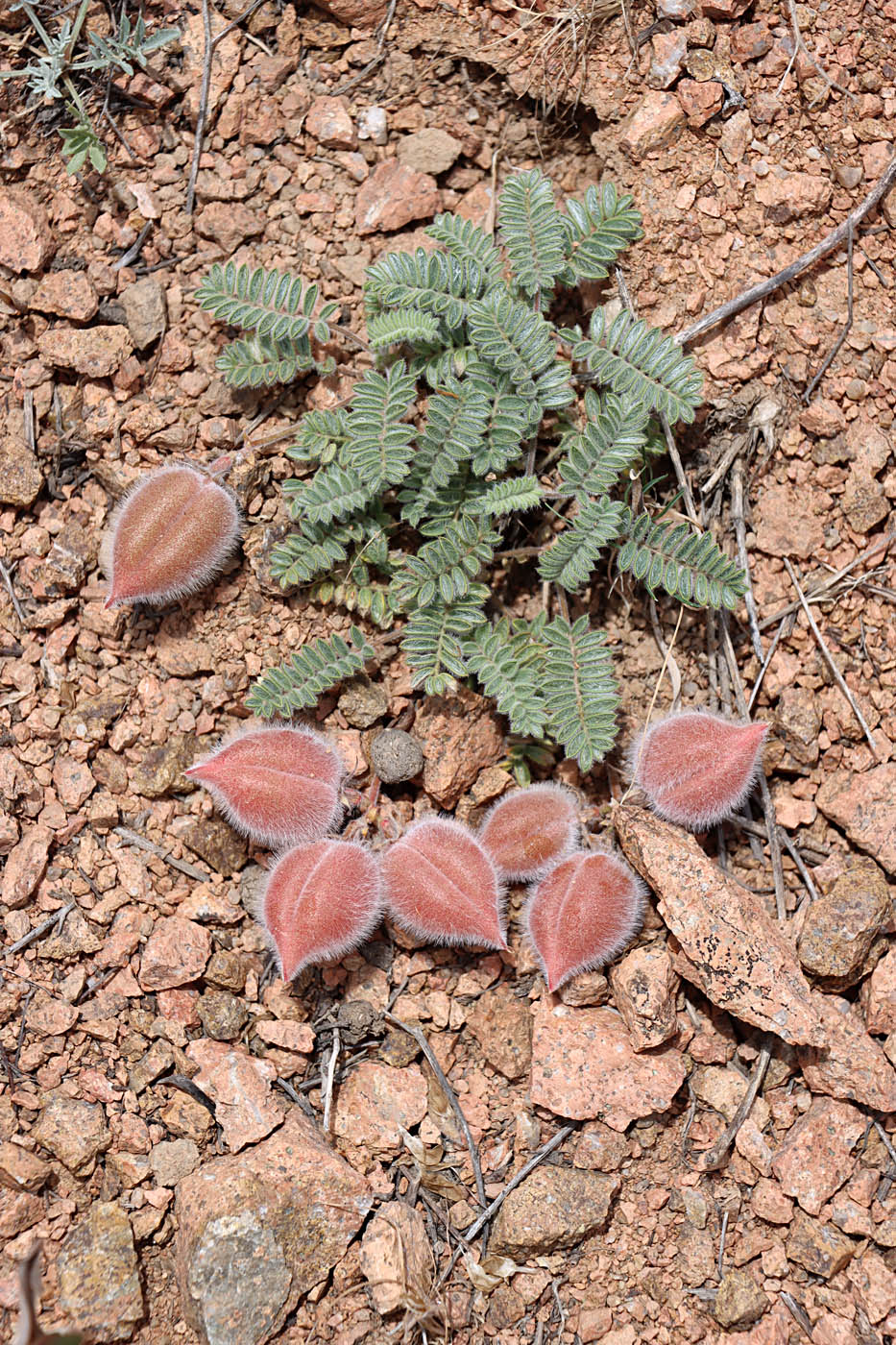 Image of Oxytropis fedtschenkoana specimen.