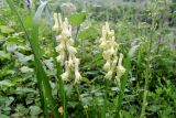 Aconitum kirinense