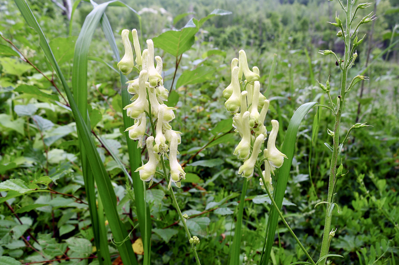 Изображение особи Aconitum kirinense.