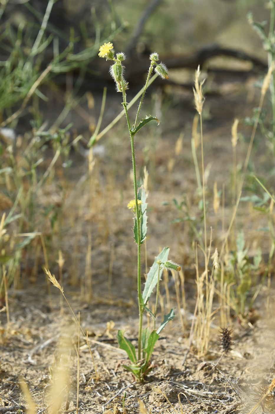 Изображение особи Heteroderis pusilla.