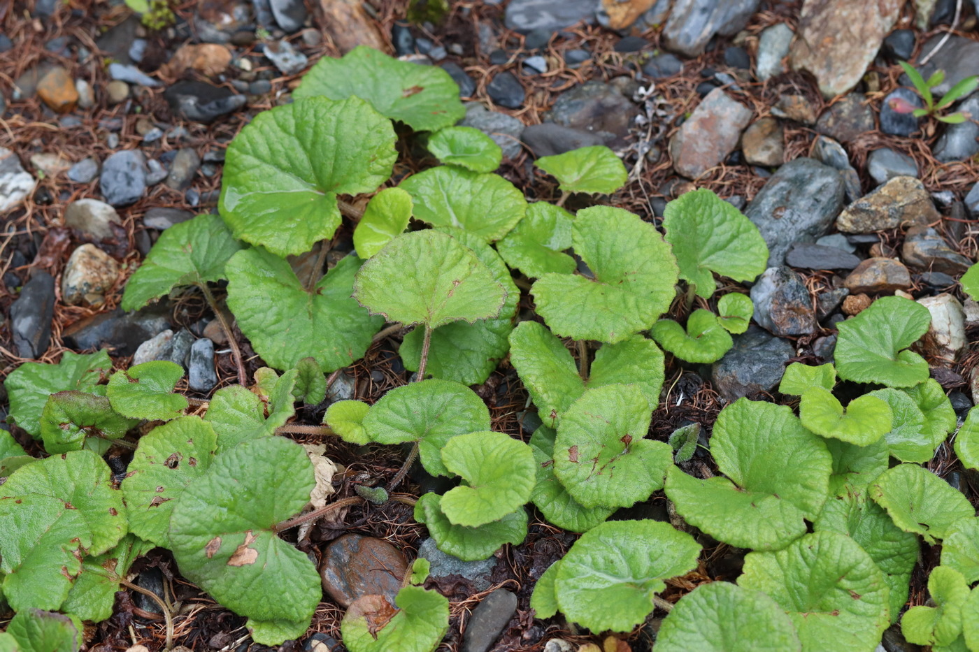 Изображение особи Petasites rubellus.