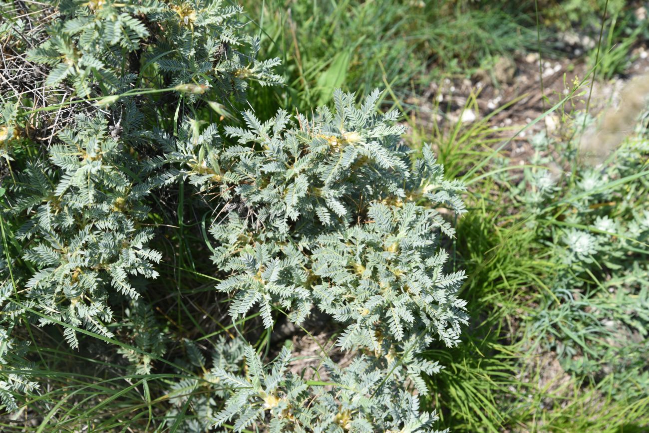 Image of Astragalus denudatus specimen.