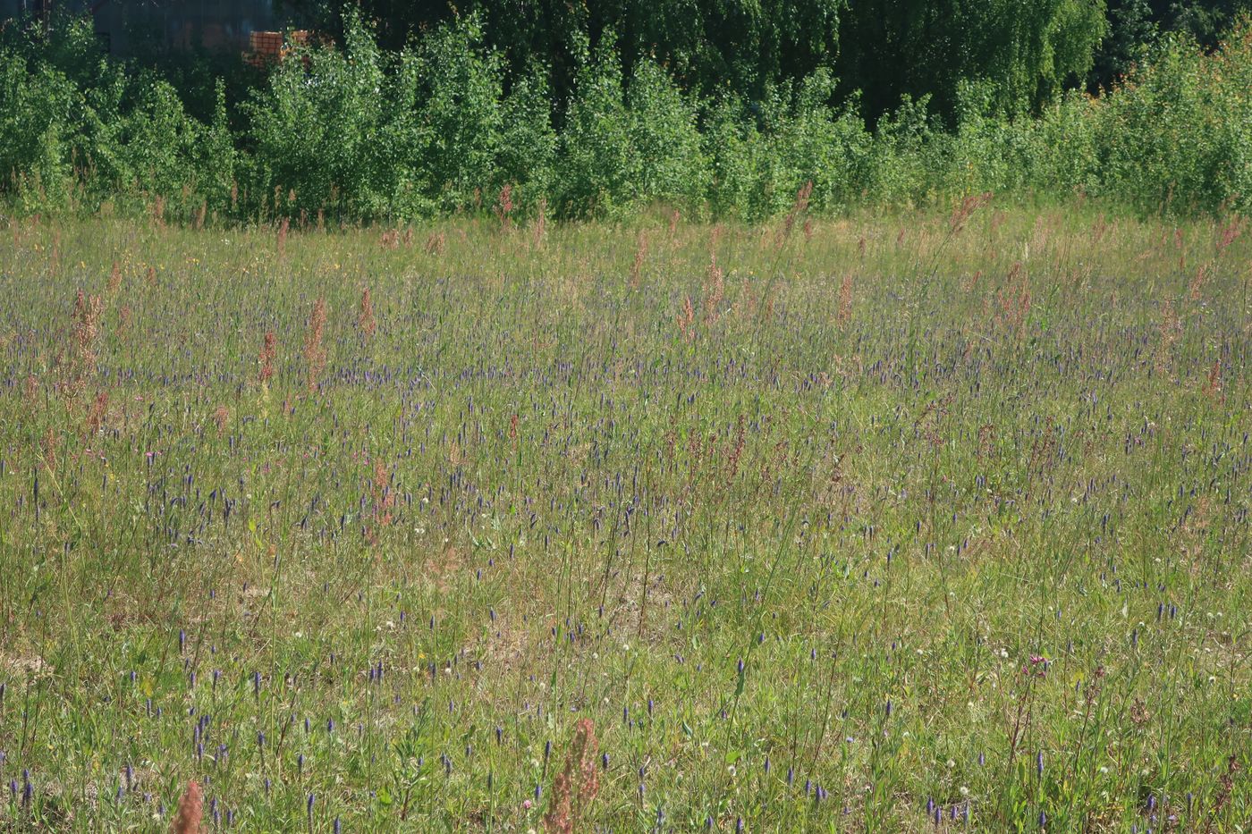 Image of Veronica spicata specimen.