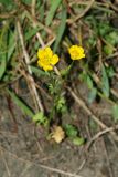 genus Ranunculus. Цветущее растение. Республика Абхазия, р. Кяласур. 23.08.2009.