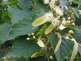 Tilia taquetii