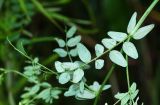 Vicia woroschilovii