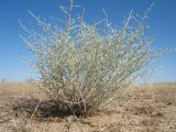 Artemisia leucodes