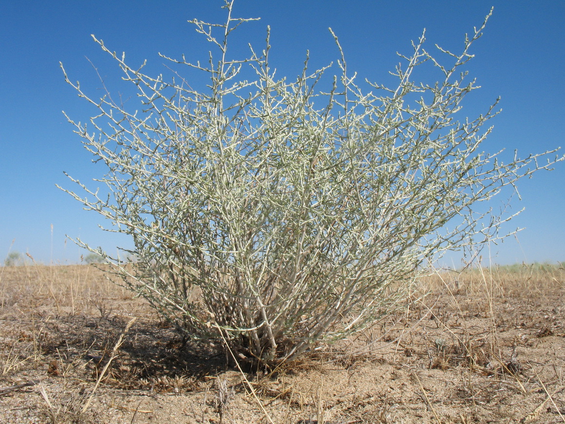 Изображение особи Artemisia leucodes.